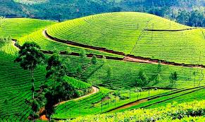 Munnar, Kerala